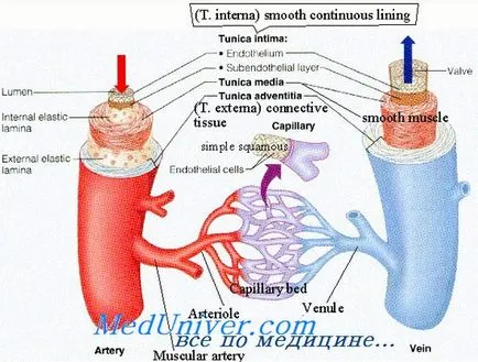 Presiune arterială medie
