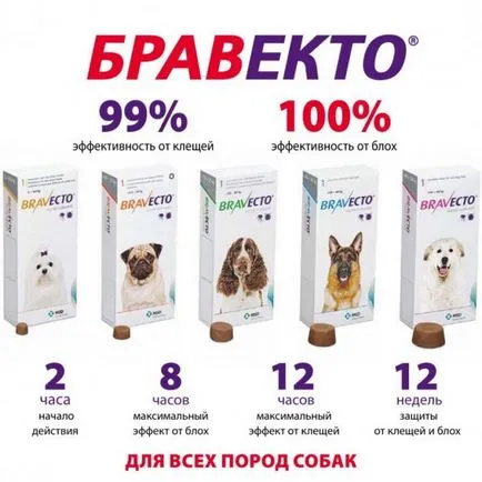 Remediu pentru căpușe pentru câini pastile, picături sau osheynki (mijloace) Remediu pentru căpușe pentru câini pastile, picături sau osheynki