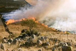 incendii stepa și cauzele de eliminare (incendii) Steppe incendii cauze și eliminare