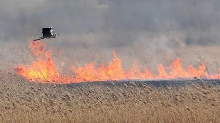 incendii stepa si cauze de eliminare (stepa) Steppe incendii cauze și eliminare