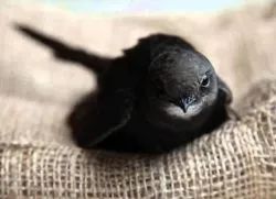 Swift a zburat în fereastră (Swift a zburat în fereastră) Swift a zburat în fereastra