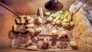 Pui de o zi, de îngrijire a puilor de carne și de hrănire la domiciliu (pui de carne) puii de o zi, pui de carne de îngrijire și hrănire la domiciliu