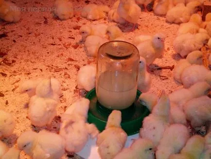 De zi cu zi Broiler primul pui de carne de masa (broiler) puii de carne de zi cu zi prima masă