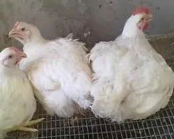 Este posibil să se hrănească pâinea găinilor ouătoare ce nu