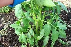 Am nevoie pentru a rupe frunzele de magia plantelor de tomate