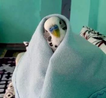 Pot să fac baie papagal ondulat cât de des (este posibil) Pot să fac baie papagal ondulat, cât de des