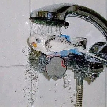 Pot să fac baie papagal ondulat cât de des (este posibil) Pot să fac baie papagal ondulat, cât de des