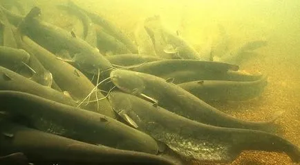 Ceea ce prinde cel mai eficient somn