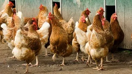 Este posibil să se hrănească găinile ouătoare beneficiile pâine și potențialele efecte negative ale acestui produs (poate) Este posibil să se hrănească găinile ouătoare beneficiile pâine și potențialele efecte negative ale acestui produs