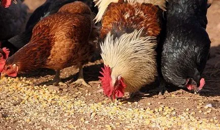 Este posibil să se hrănească pâinea găinilor ouătoare ce nu