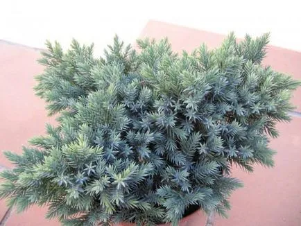 Juniper de propagare prin butași, stratificarea, grefare