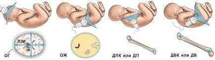 Normele Tabelul fetometry fat de săptămâni, I ideală