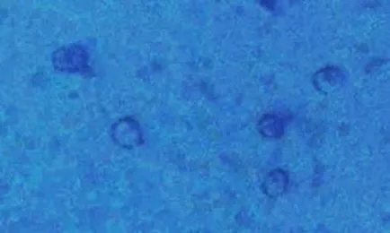 obiecte misterioase de la fundul lacurilor, mărilor și oceanelor, Blogger aniase on-line o septembrie 2013, o barfa