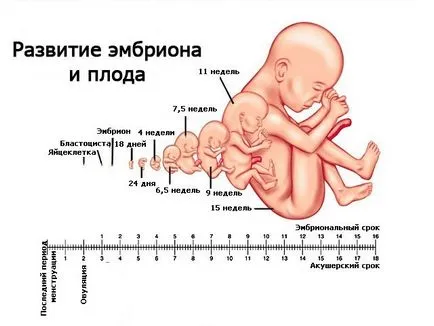 Normele Tabelul fetometry fat de săptămâni, I ideală
