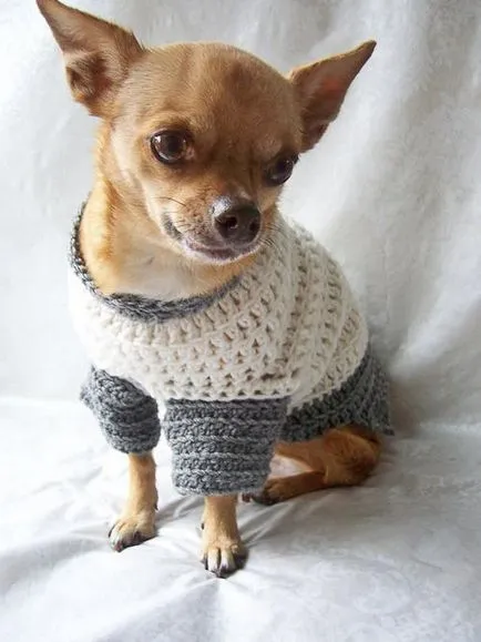 Pulover pentru un câine cu mâinile (câine) Pulover pentru un câine cu propriile sale mâini