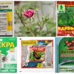 Afidele pe trandafiri - modul de a lupta remedii populare și produse chimice (trandafiri) Afidele pe trandafiri - modul de a lupta remedii populare și produse chimice