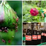 Afidele pe trandafiri - modul de a lupta remedii populare și produse chimice (trandafiri) Afidele pe trandafiri - modul de a lupta remedii populare și produse chimice