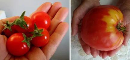rosii Cherry -,, decorative (rosii cherry) delicioase sănătoase rosii cherry - sanatoase, delicioase, decorative