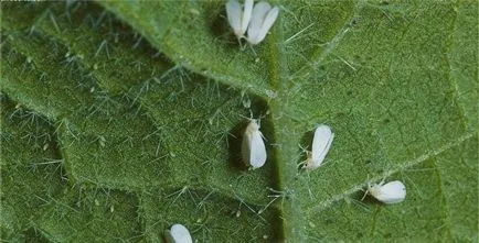 Afidele privind prevenirea și houseplants cum să scape (plante) Afidele pe plante de apartament și cum să obțineți de prevenire a scăpa