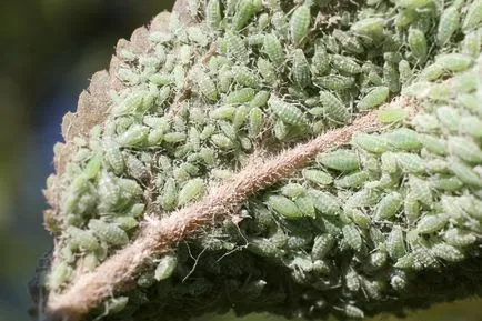Afidele privind prevenirea și cum să houseplants scape (insecticid cu spectru larg) Afidele pe plante de apartament și cum să obțineți de prevenire a scăpa