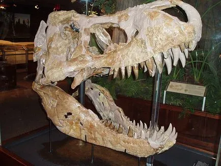 Tyrannosaurus Rex - Tyrannosaurus rex Tyrannosaurus dinozauri imagini Tyrannosaurus Rex, Tyrannosaurus în fotografie