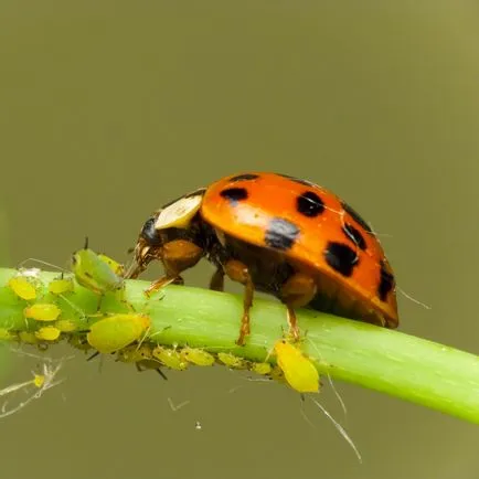Afide pe plante de apartament și cum să obțineți de prevenire a scăpa (insecticid cu spectru larg) Afidele pe plante de apartament și cum să obțineți de prevenire a scăpa