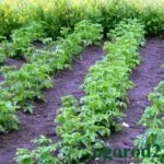 comprimate Turba răsaduri - modul de utilizare a