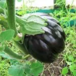 comprimate Turba răsaduri - modul de utilizare a