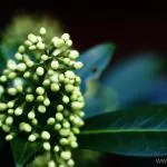 Hemlock - plantarea de flori și de îngrijire, cultivare, reproducere, descriere, poze (descriere) Hemlock - plantarea de flori și de îngrijire, cultivare, reproducere, descriere, fotografie