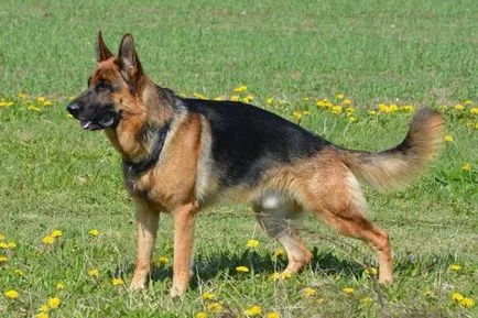Top 10 cele mai bune rase de caini de paza (rase) Top 10 cele mai bune rase de caini de paza