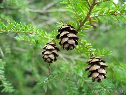 Hemlock - plantarea de flori și de îngrijire, cultivare, reproducere, descriere, poze (îngrijire) Hemlock - plantarea de flori și de îngrijire, cultivare, reproducere, descriere, fotografie