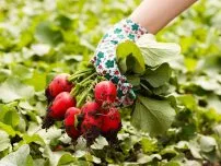 Curățarea usturoi de iarnă cu mâinile, grădinar (conac)