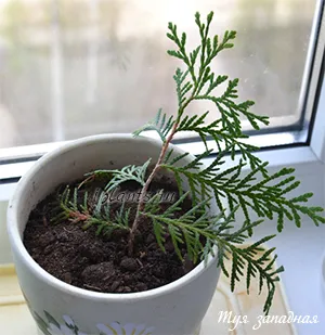 Thuja acasă de întreținere, de plantare, de reproducere (de îngrijire) Thuja acasă de întreținere, de plantare, de reproducție