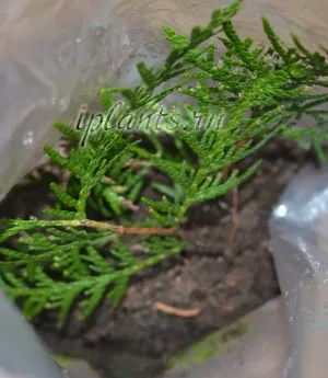 Thuja acasă de întreținere, de plantare, de reproducere (verde saturate) Thuja acasă de întreținere, de plantare, de reproducție