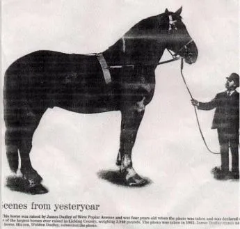 Greii - cele mai mari și mai puternice cai (20 poze)