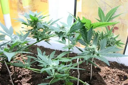 Fertilizare este un îngrășământ de cânepă opta pentru o recoltă bună