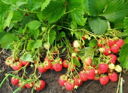 Fertiliza căpșuni, obține recolta superba (căpșuni) Fertiliza căpșuni, vom obține recolta superba