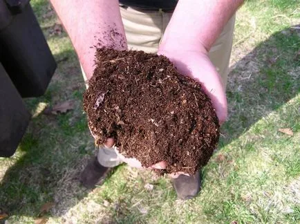 Fertiliza căpșuni, obține recolta superba (căpșuni) Fertiliza căpșuni, vom obține recolta superba
