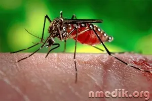 mușcături de insecte - simptome de sevraj si tratament (mușcături) mușcături de insecte - simptome de sevraj si de tratament