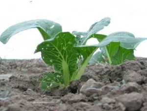 Utilizarea de ridiche, beneficiu sau rău (utilizarea) Utilizarea de ridiche, beneficiu sau rău