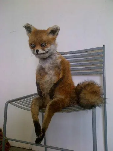 Uporotyh Fox „- prima clatita nu este cocoloase (primul) Uporotyh Fox „- prima clatita nu este o brazdă