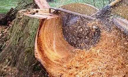 distrugerea cioturilor