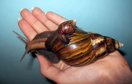 Melc Achatina în conținutul de origine decât hrana pentru animale este (melci) Conținutul Melci Achatina la domiciliu, ce să se hrănească, cum