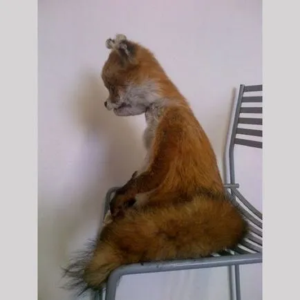 Uporotyh Fox „- prima clatita nu este cocoloase (cocoloase) Uporotyh Fox „- prima clatita nu este o brazdă