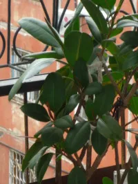 Ficus de îngrijire la domiciliu, ghivece cu plante (interior) Ficus de îngrijire la domiciliu, ghivece cu plante