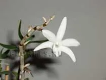 Îngrijire Dendrobium, cultivarea și propagarea Dendrobium (ingrijire) Îngrijire Dendrobium, cultivarea și propagarea Dendrobium
