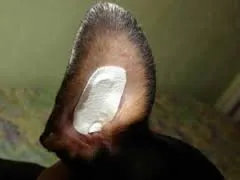 Îngrijire și întreținere a jucăriei Terrier-ul rasa decât hrana pentru animale și catelus adult câine