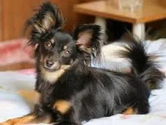 Îngrijire și întreținere a jucăriei Terrier-ul rasa decât hrana pentru animale și catelus adult câine