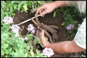 Îngrijirea recomandărilor experților bujorul de primăvară