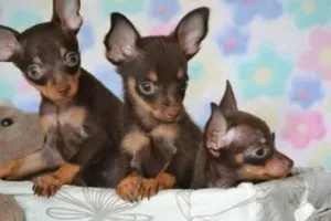 Îngrijire și întreținere a jucăriei Terrier-ul rasa decât hrana pentru animale și catelus adult câine